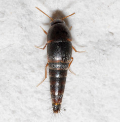 Sepedophilus
