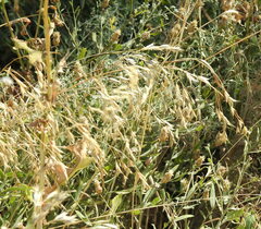 Bromus japonicus