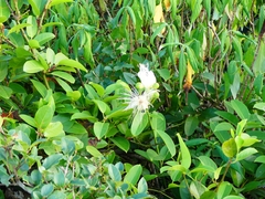 Capparis