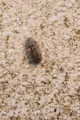 Armadillidium versicolor