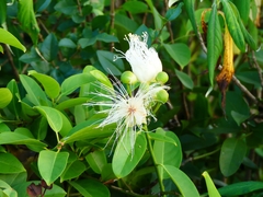 Capparis