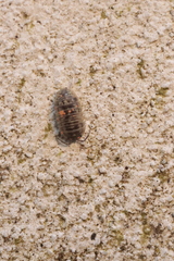 Armadillidium versicolor