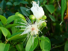 Capparis