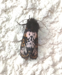 Xanthopastis timais