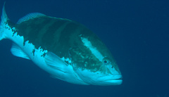 Epinephelus striatus
