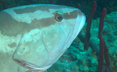 Epinephelus striatus