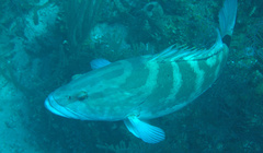 Epinephelus striatus