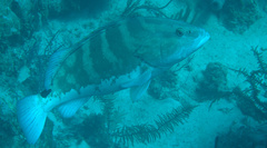 Epinephelus striatus