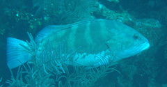 Epinephelus striatus