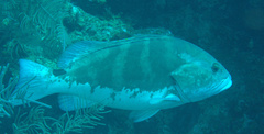 Epinephelus striatus