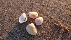 Anadara kagoshimensis