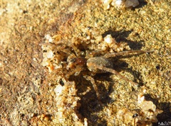 Arctosa perita