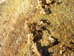 Arctosa perita