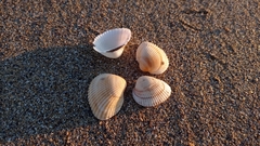 Anadara kagoshimensis