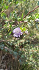 Globularia alypum