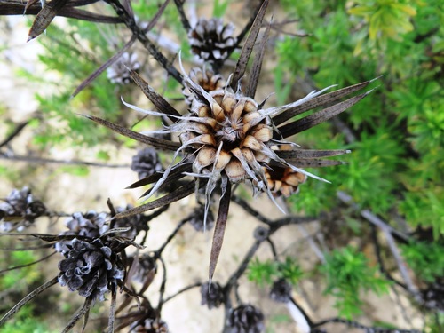 Image of Daggerleaf Sugarbush (Protea mucronifolia) by (c) linkie, some rights reserved (CC BY)