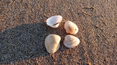 Anadara kagoshimensis