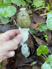 Phallus impudicus togatus