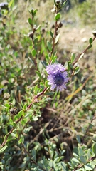 Globularia alypum