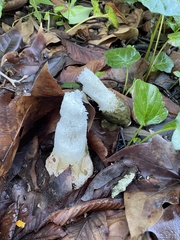 Phallus impudicus togatus