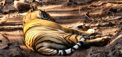 Panthera tigris tigris