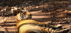 Panthera tigris tigris