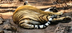 Panthera tigris tigris
