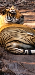 Panthera tigris tigris