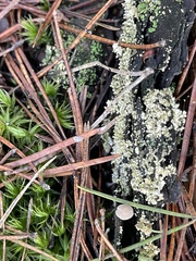 Hypocenomyce scalaris