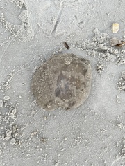 Rhopilema verrilli