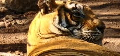 Panthera tigris tigris