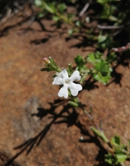 Chascanum cuneifolium