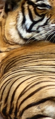 Panthera tigris tigris