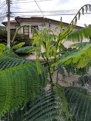 Delonix regia