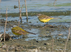 Motacilla flava iberiae
