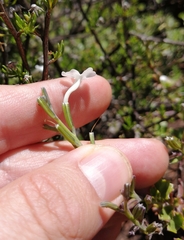 Chascanum cuneifolium