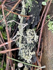 Hypocenomyce scalaris