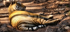 Panthera tigris tigris