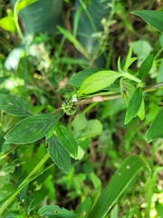 Spermacoce ocymoides