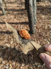 Druon quercusflocci