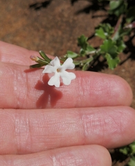Chascanum cuneifolium