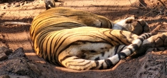 Panthera tigris tigris