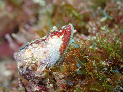 Conus brunneus