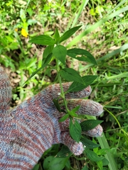 Spermacoce ocymoides