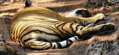 Panthera tigris tigris