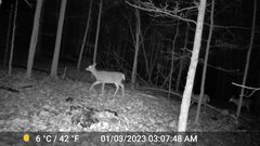 Odocoileus virginianus