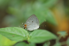 Iaspis andersoni