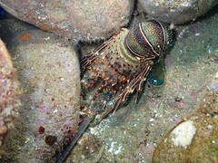 Panulirus inflatus