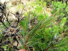 Protea mucronifolia