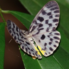Dysphania malayanus
